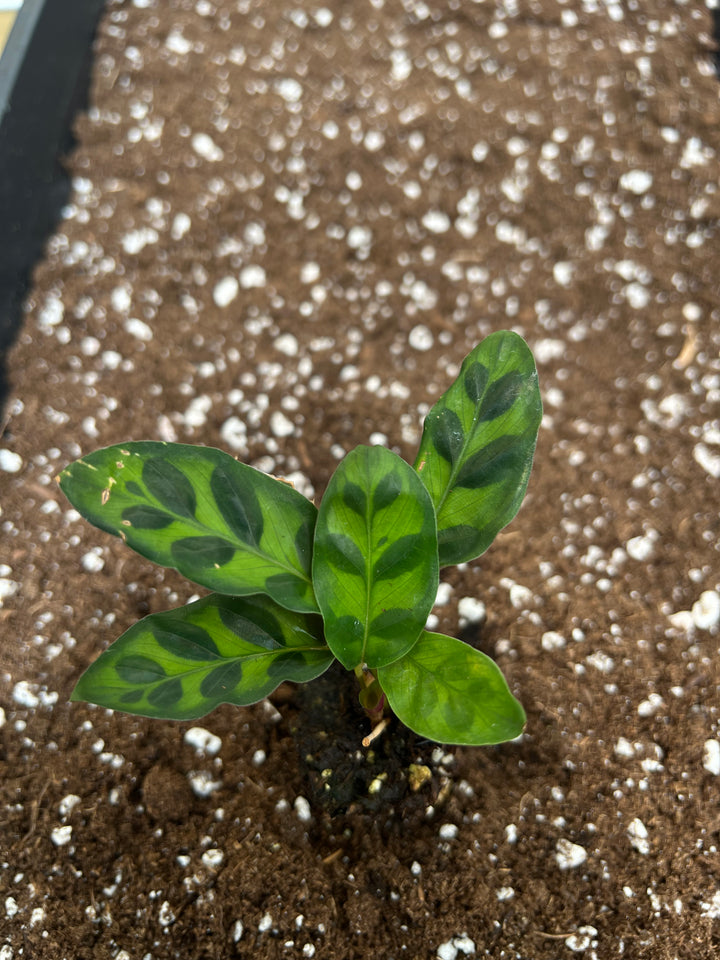 Rattlesnake Calathea Plug