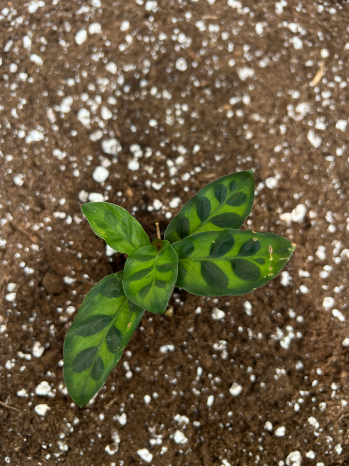 Rattlesnake Calathea Plug