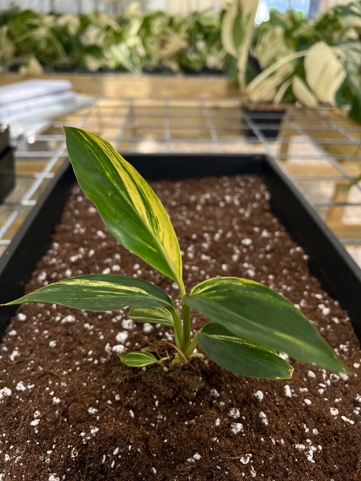 Variegated Ginger Plug