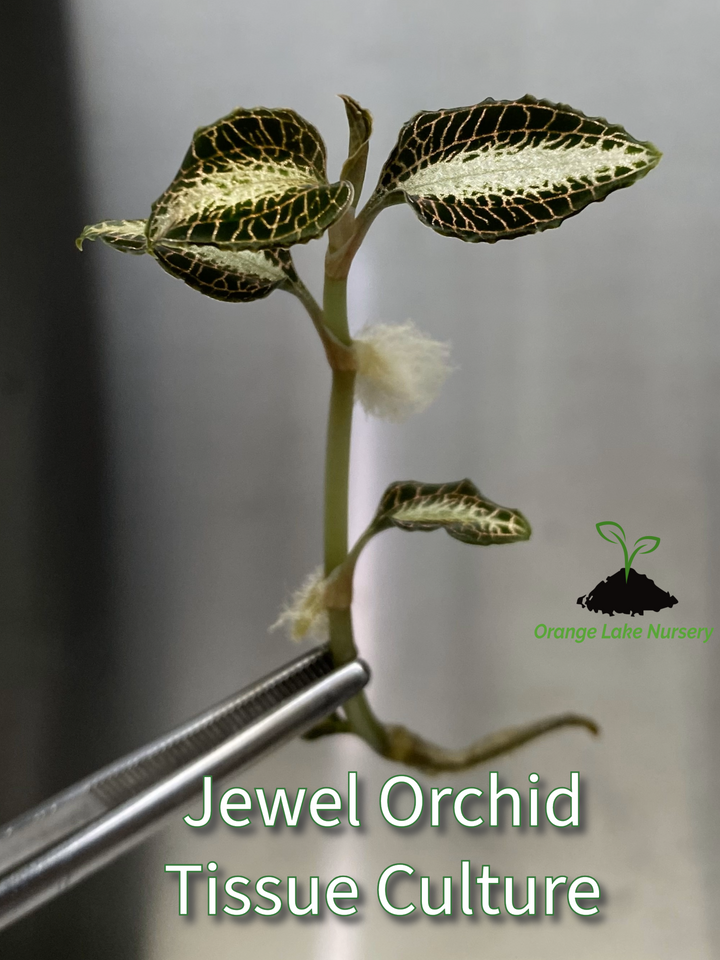 Jewel Orchid Plantlets