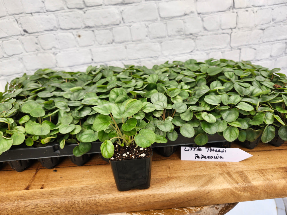Little Tuscany Peperomia