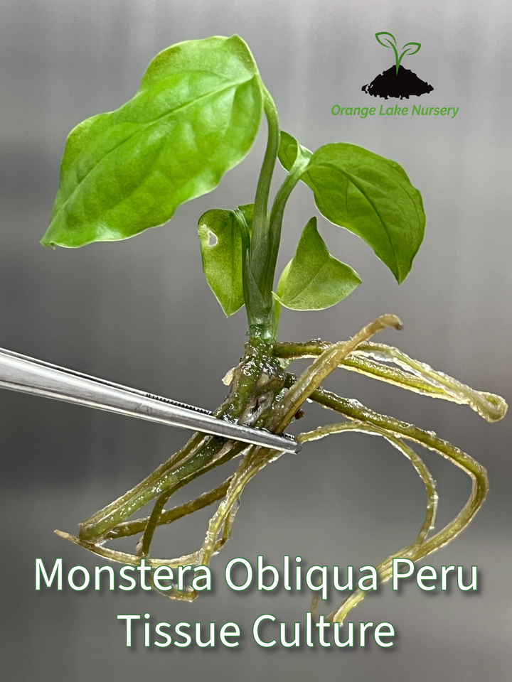 Monstera Obliqua Peru Plantlet