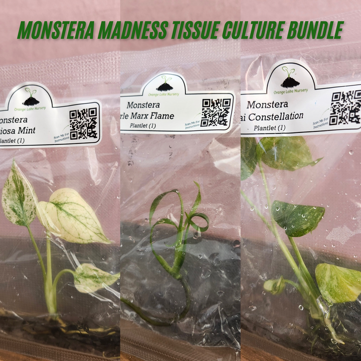 Monstera Madness Bundle Plantlets