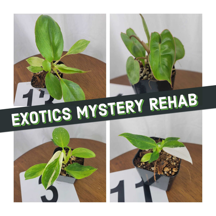 Exotics Mystery 2 Plant Rehab Box