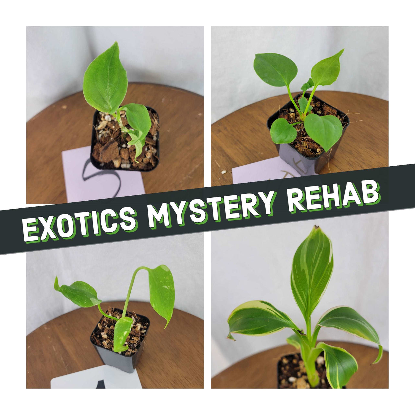Exotics Mystery 2 Plant Rehab Box