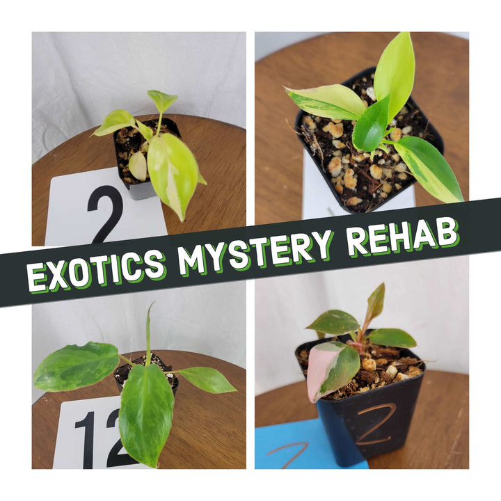 Exotics Mystery 2 Plant Rehab Box