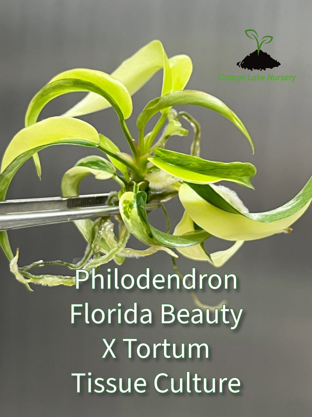 Philodendron Florida Beauty x Tortum tissue culture plant in agar gel.