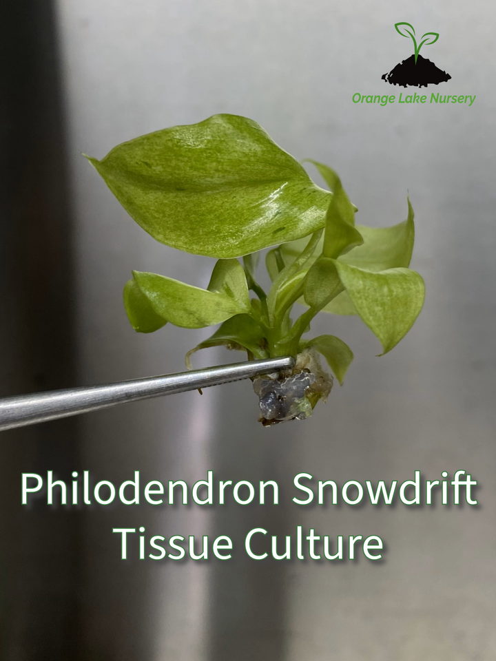 Philodendron Snowdrift Plantlets