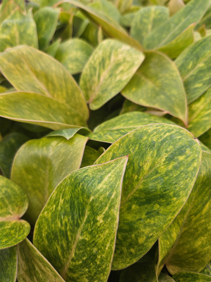 Philodendron Painted Lady