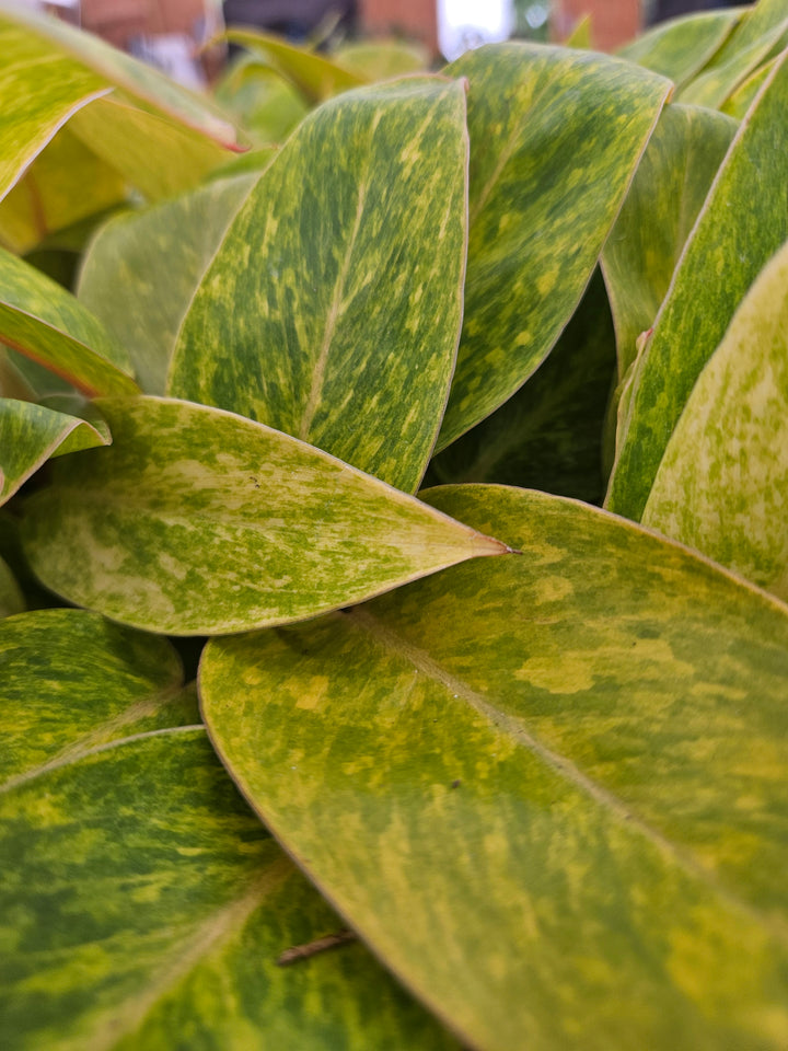 Philodendron Painted Lady