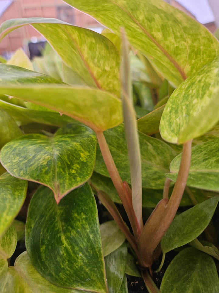 Philodendron Painted Lady