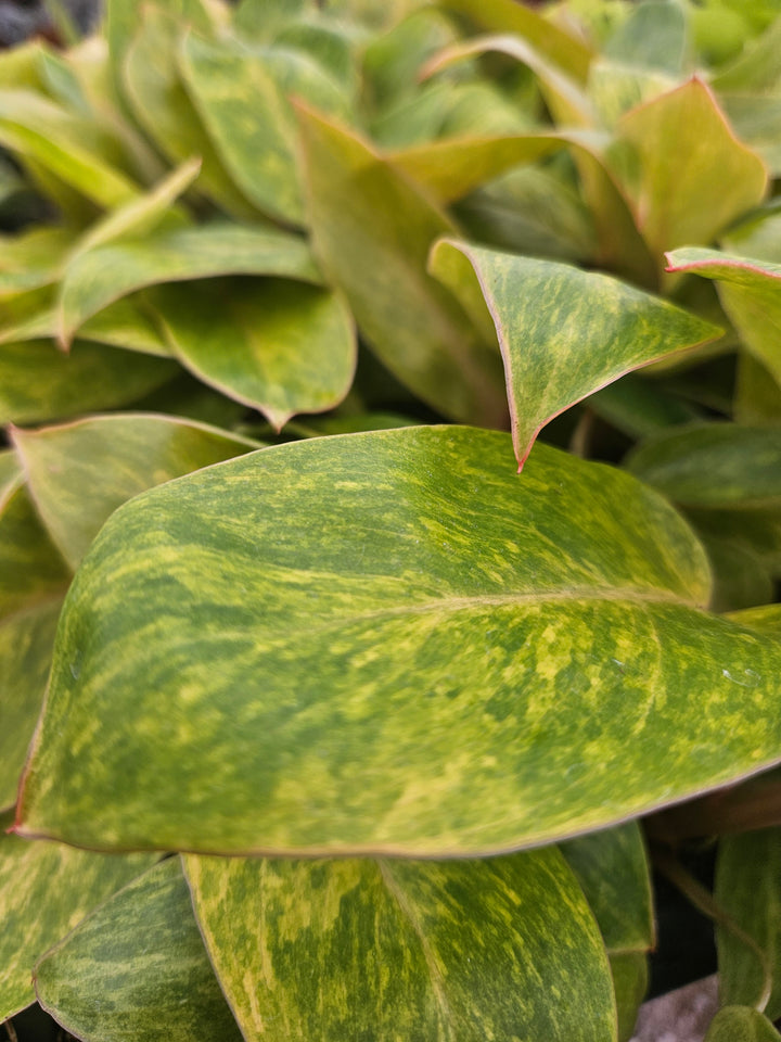 Philodendron Painted Lady