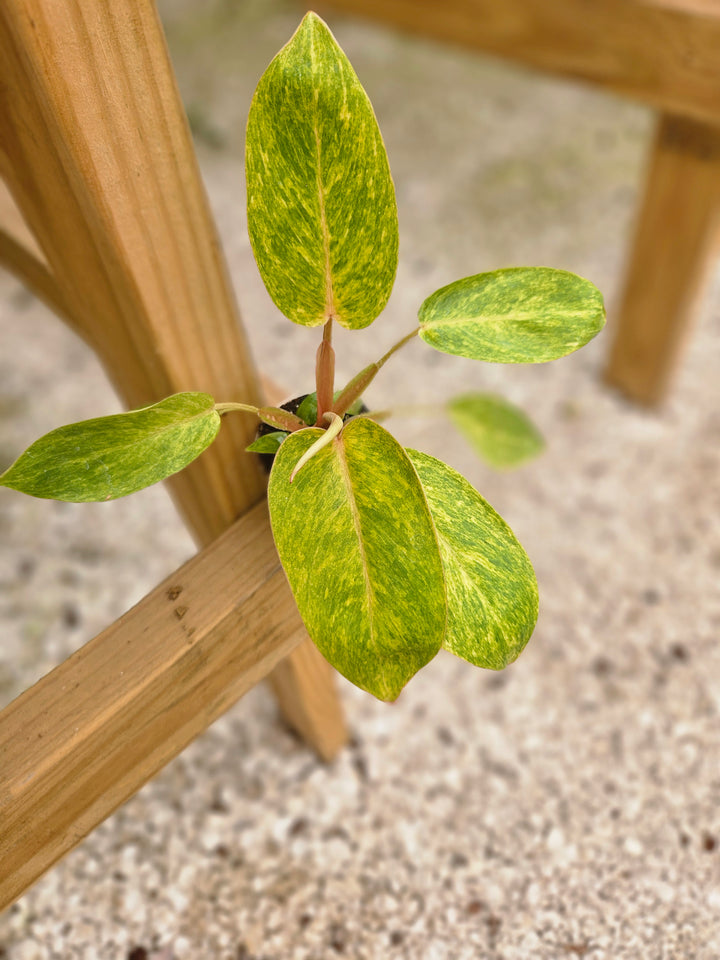 Philodendron Painted Lady