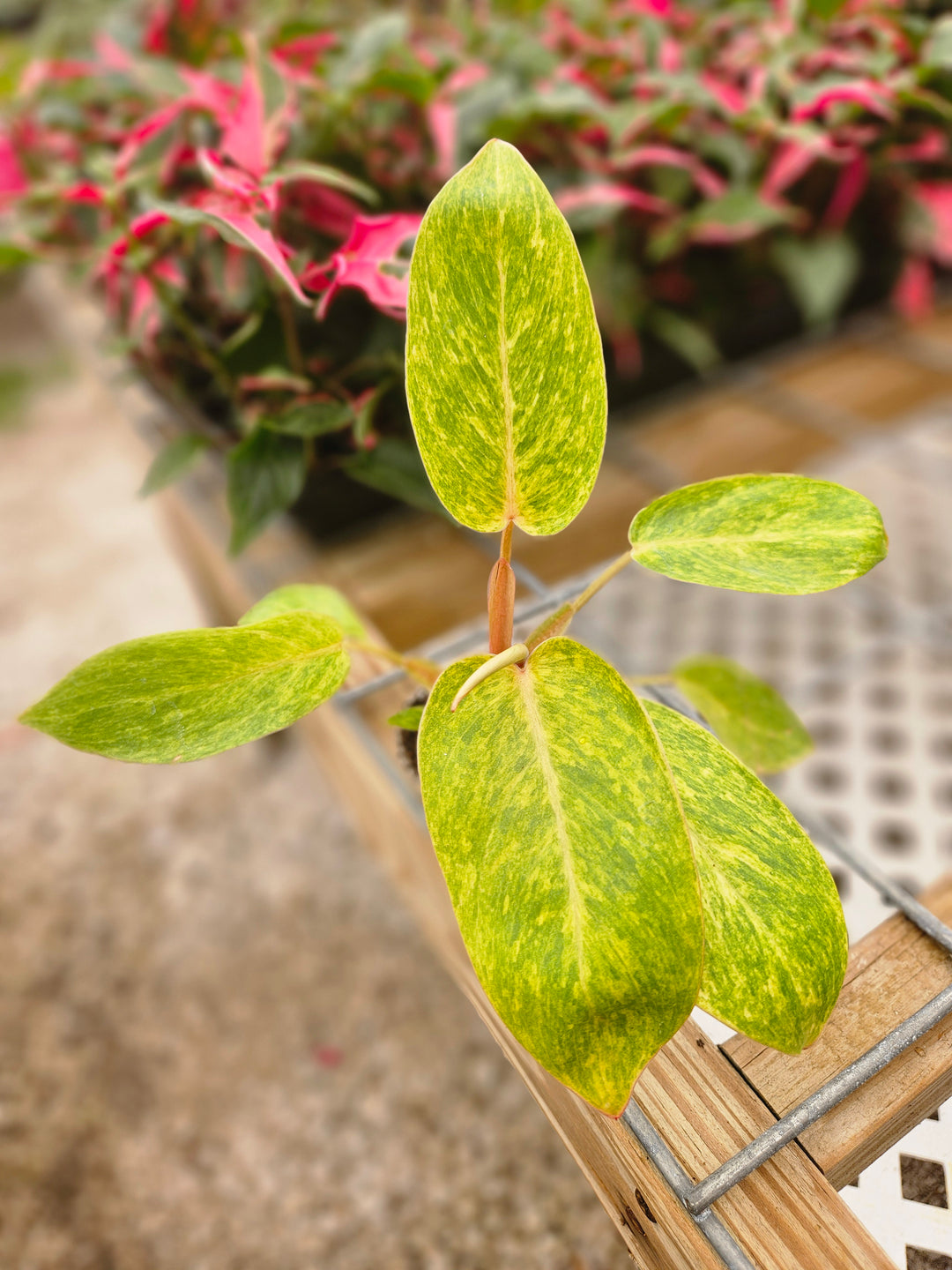 Philodendron Painted Lady
