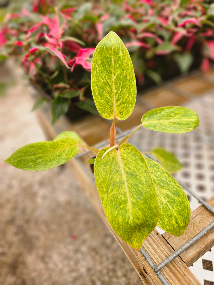 Philodendron Painted Lady