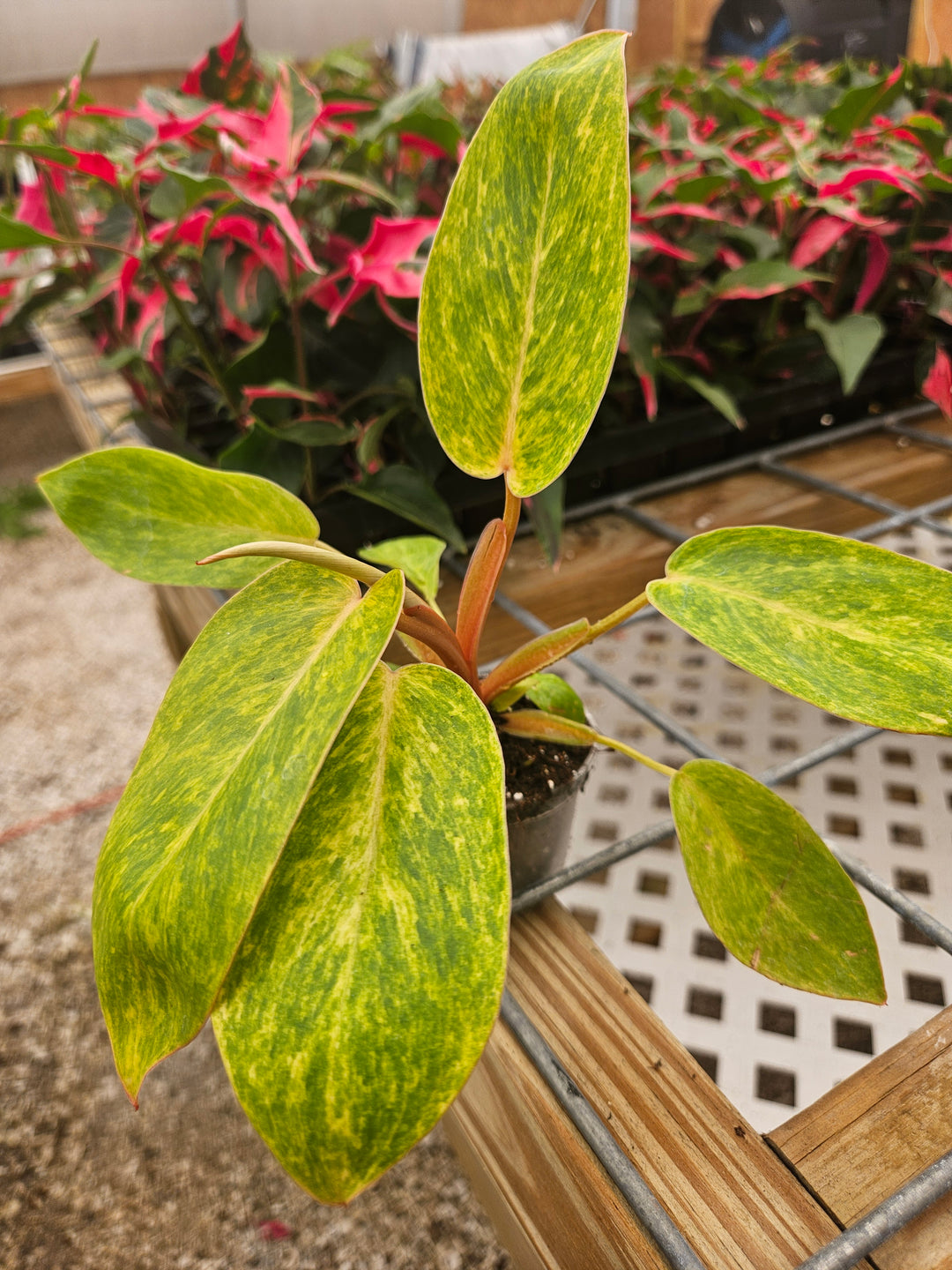 Philodendron Painted Lady