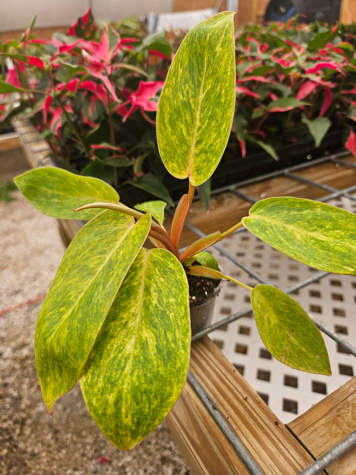 Philodendron Painted Lady