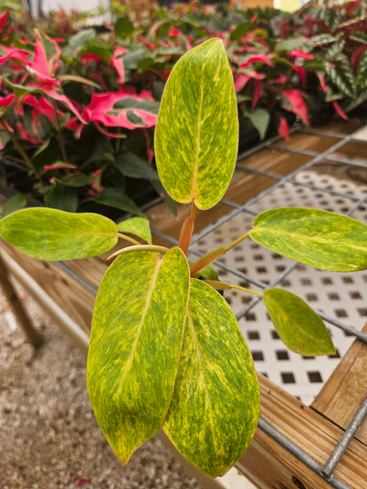 Philodendron Painted Lady