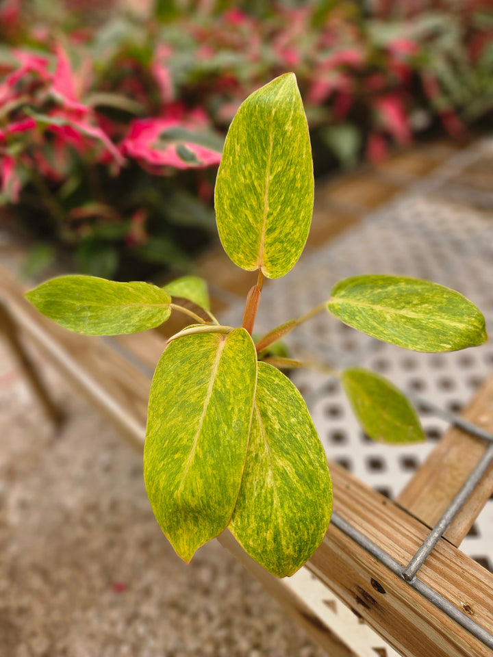Philodendron Painted Lady