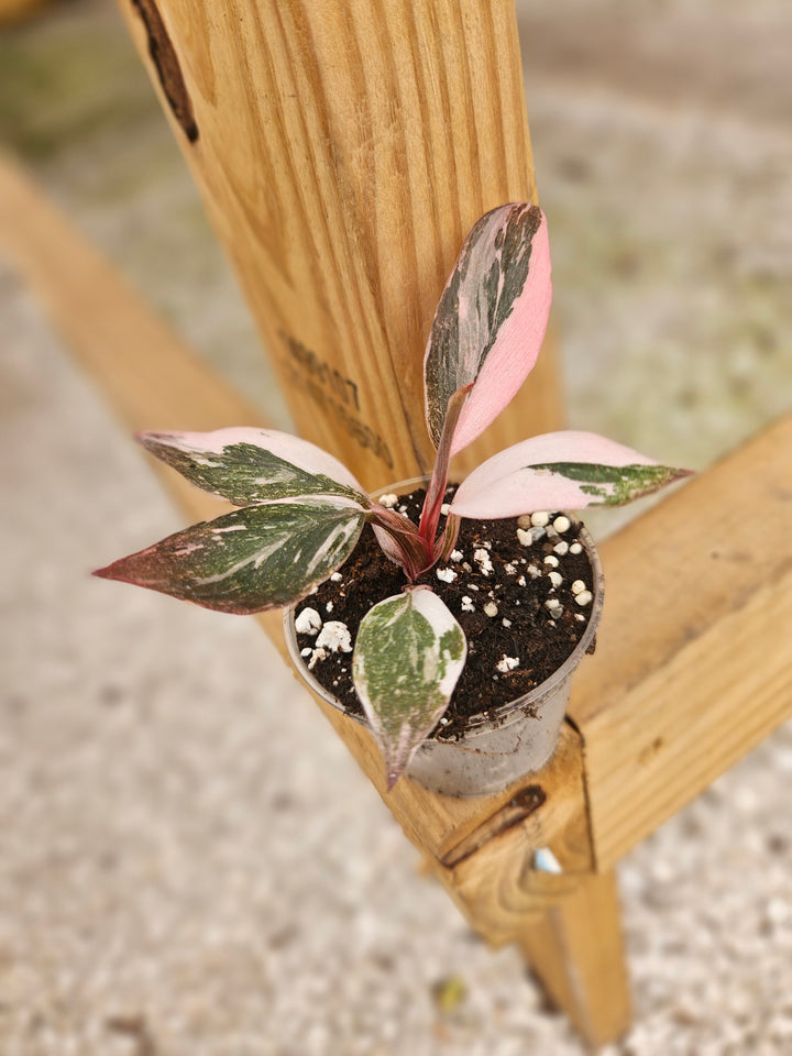 Philodendron Pink Princess Marble