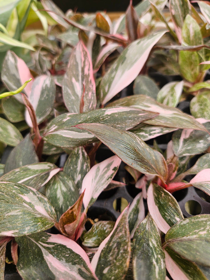Philodendron Pink Princess Marble