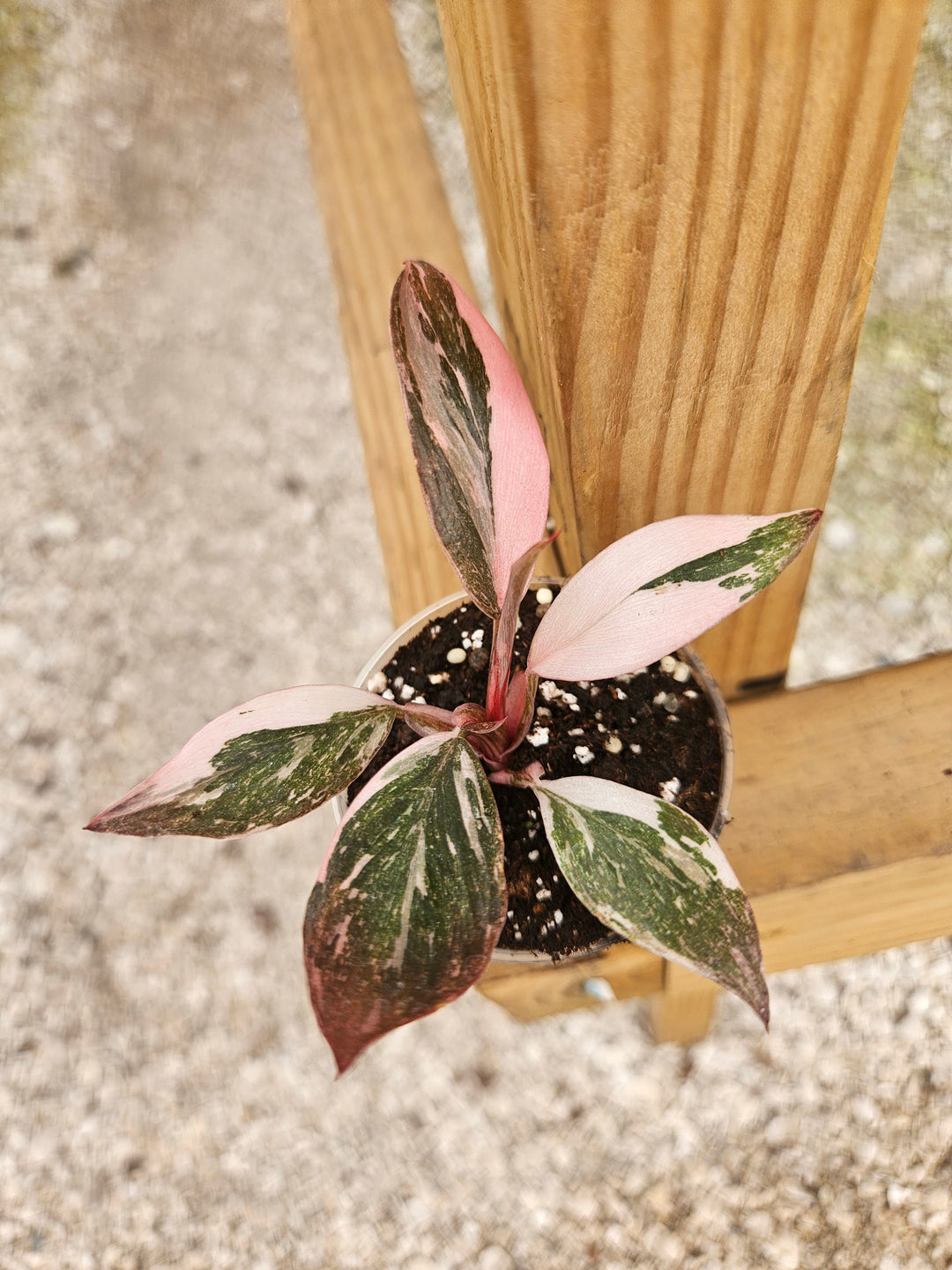 Philodendron Pink Princess Marble