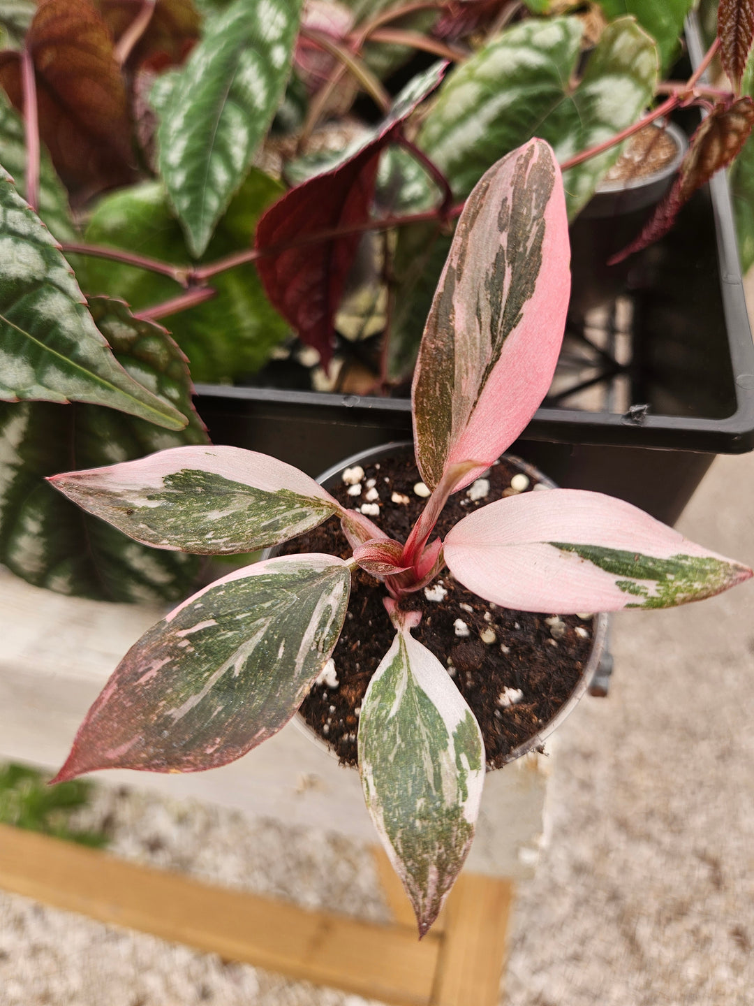 Philodendron Pink Princess Marble