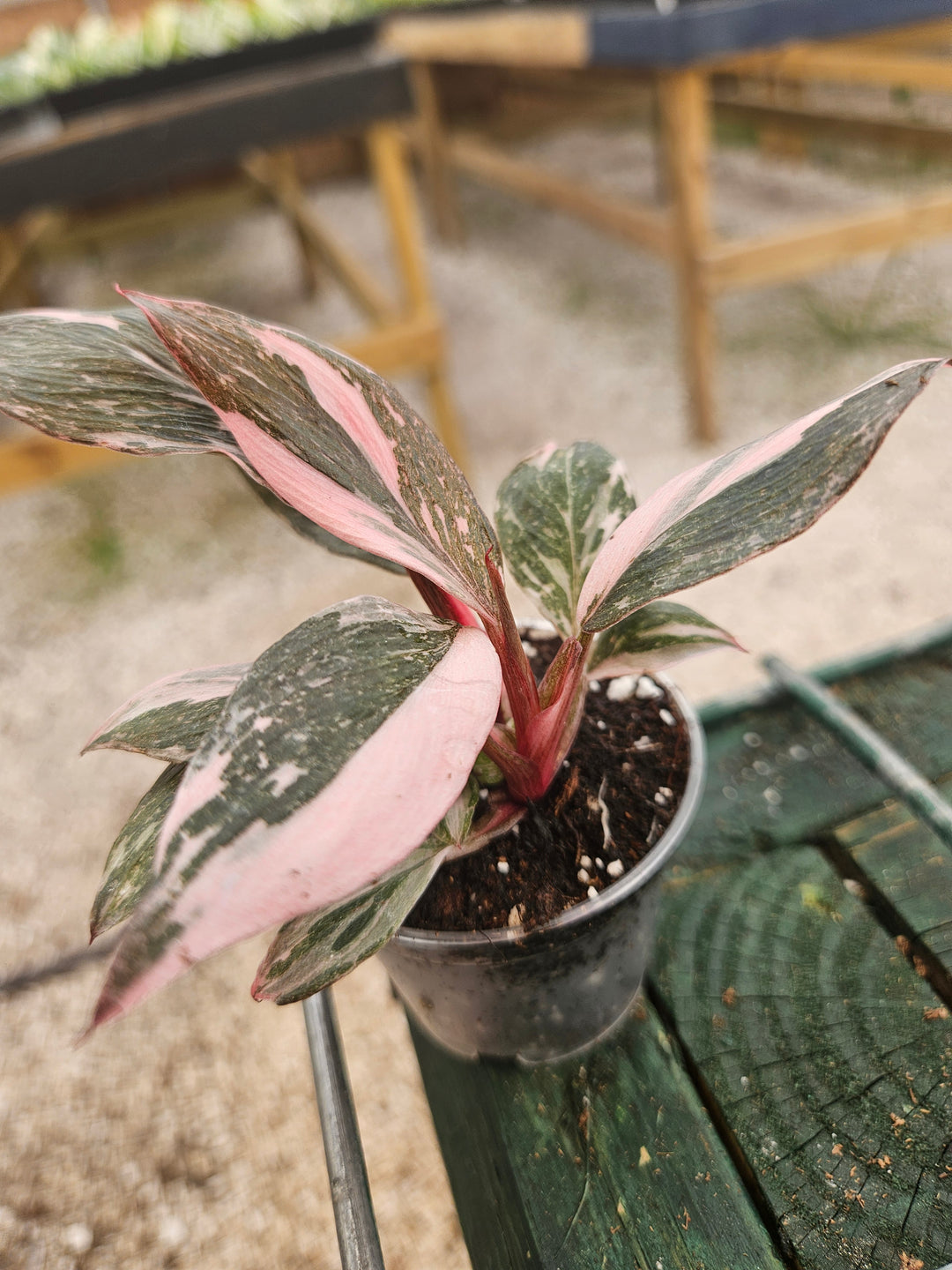 Philodendron Pink Princess Marble