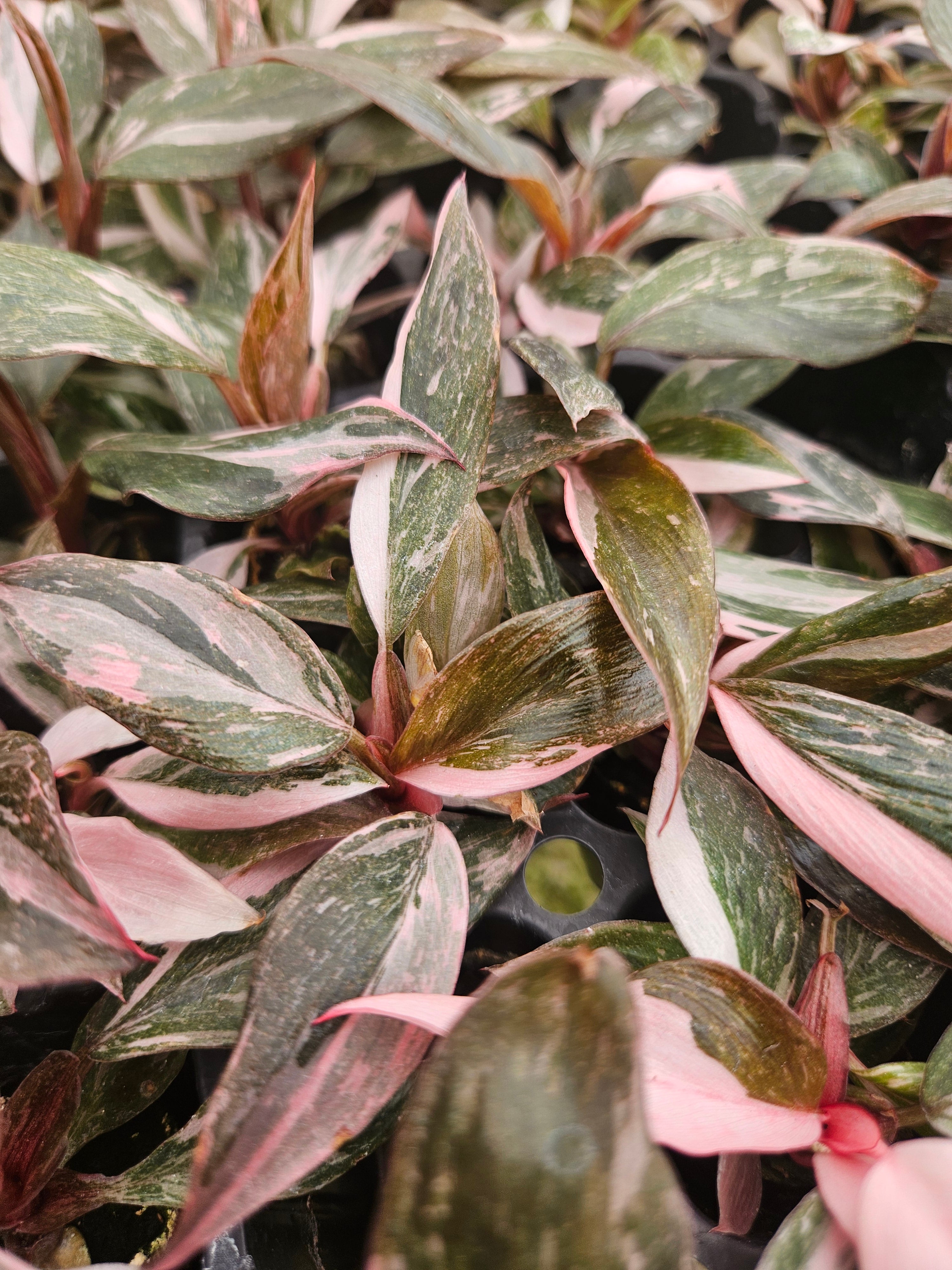 Philodendron Pink Princess - (3in) Growers Choice – Orange Lake