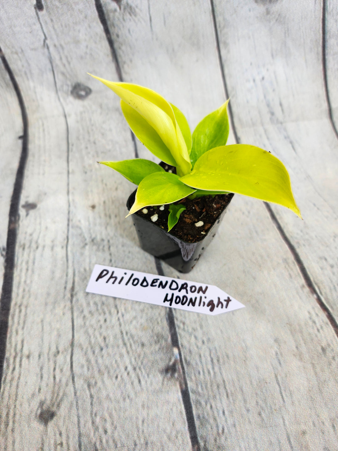Philodendron Moonlight