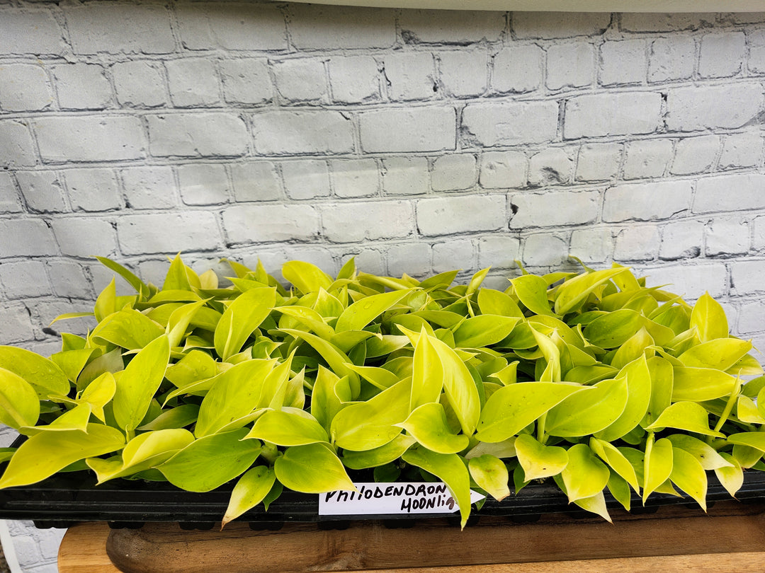 Philodendron Moonlight