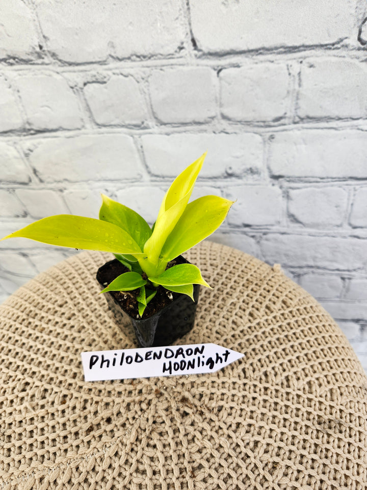 Philodendron Moonlight