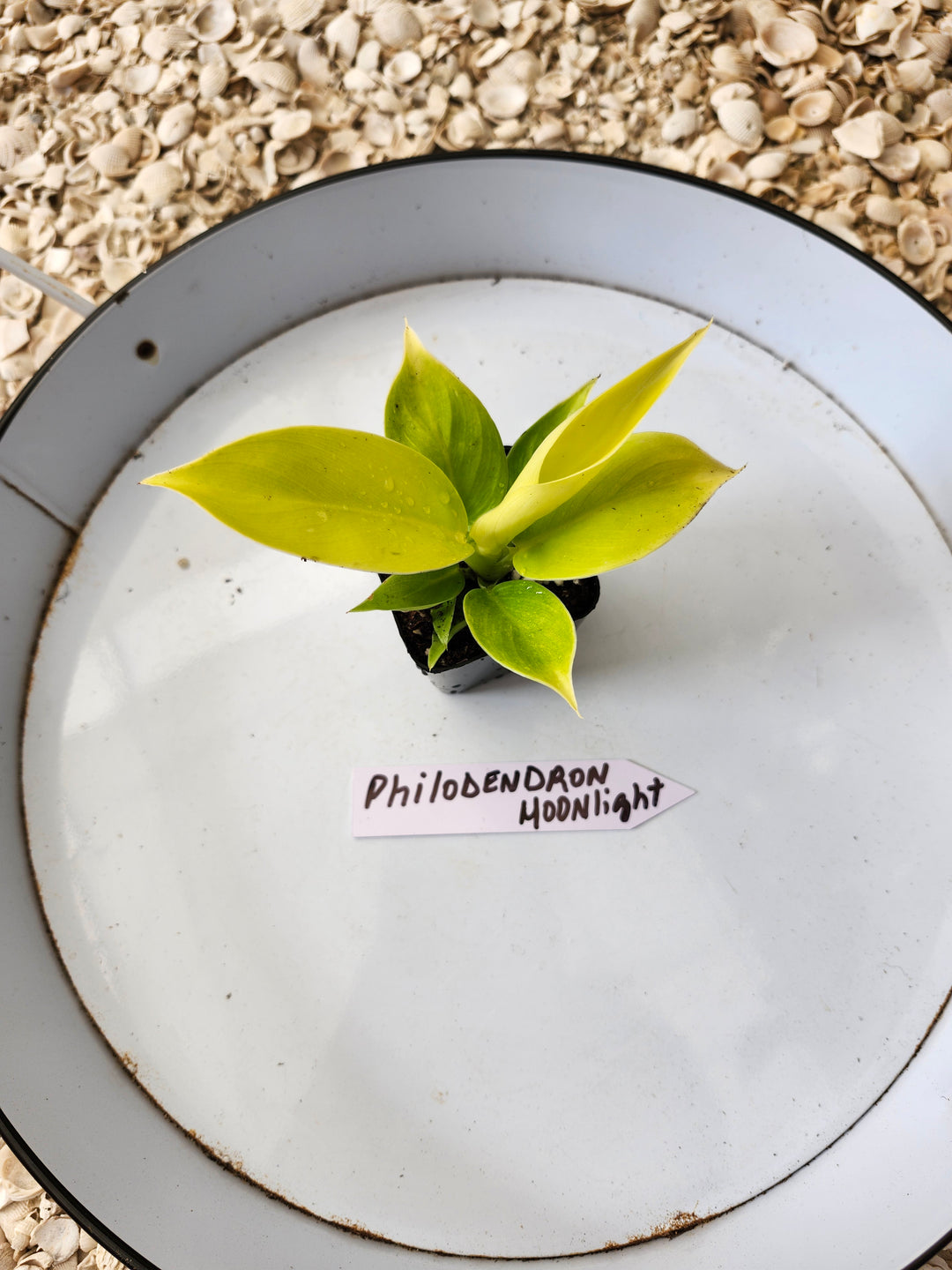 Philodendron Moonlight
