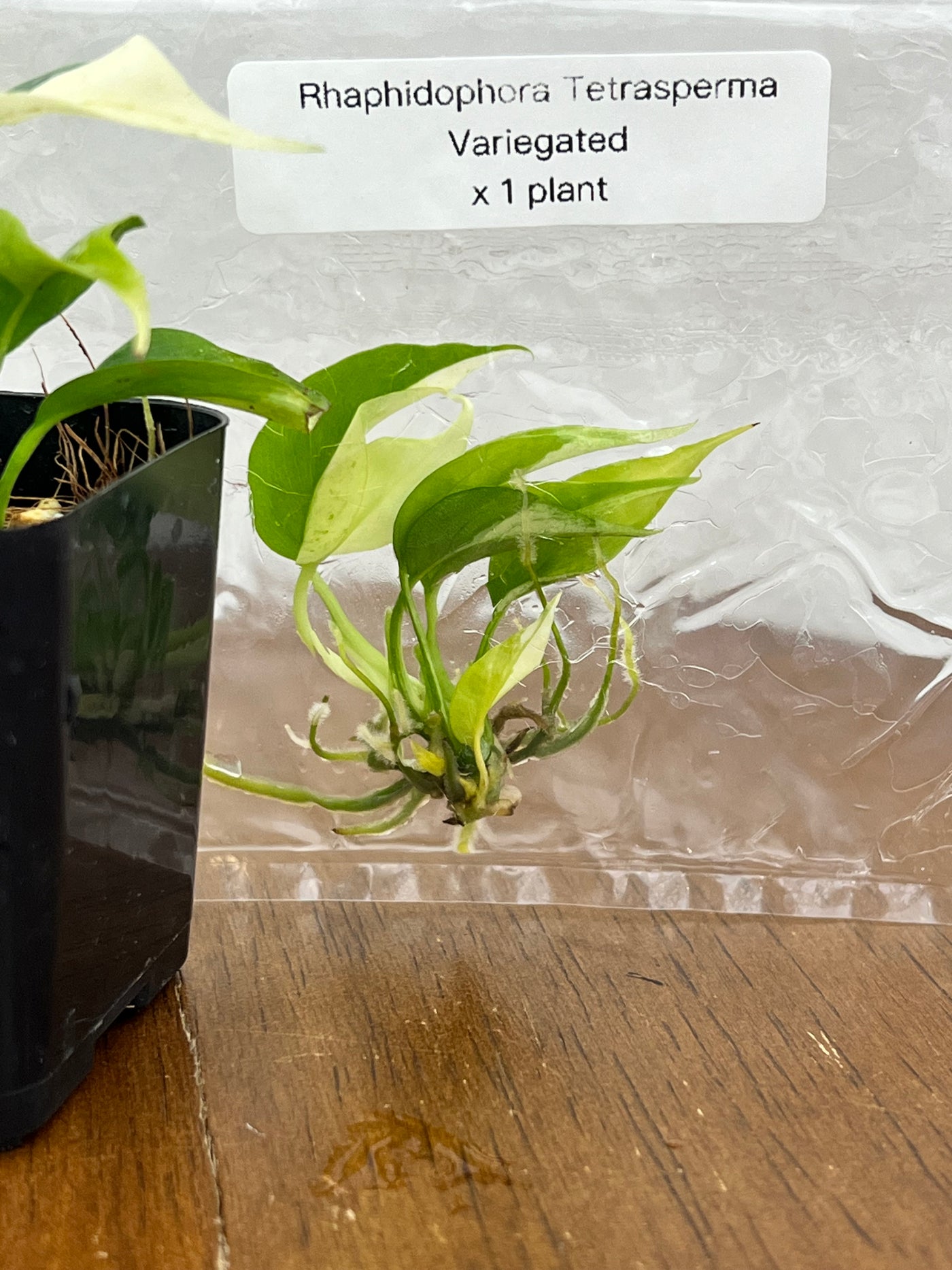 Rhaphidophora Tetrasperma Variegated Plantlet (1)