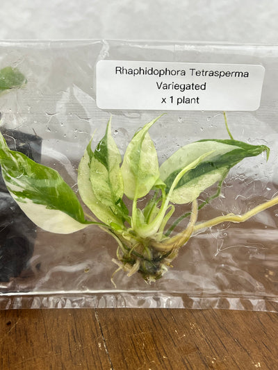 Rhaphidophora Tetrasperma Variegated Plantlet (1)