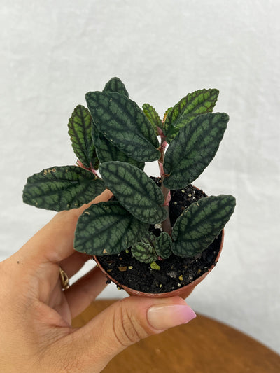 Watermelon Pellionia Plug