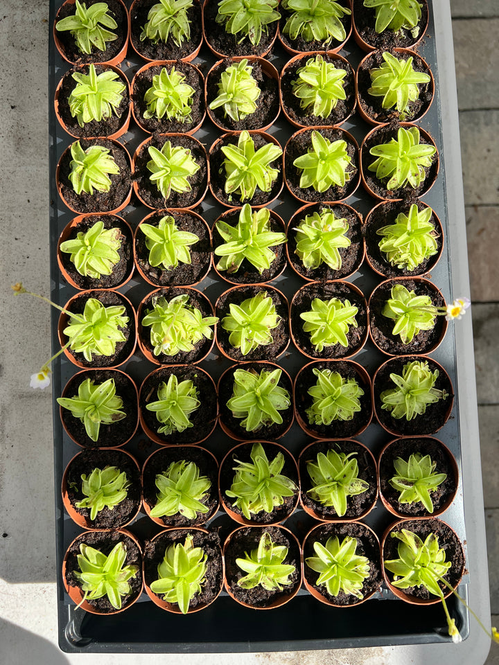 Carnivorous Pinguicula Butterwort Plug