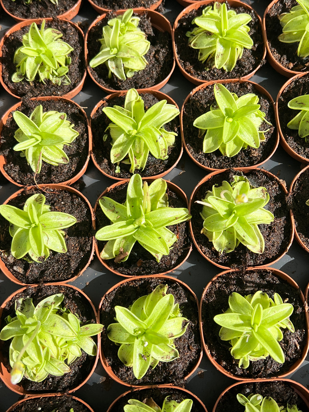 Carnivorous Pinguicula Butterwort Plug