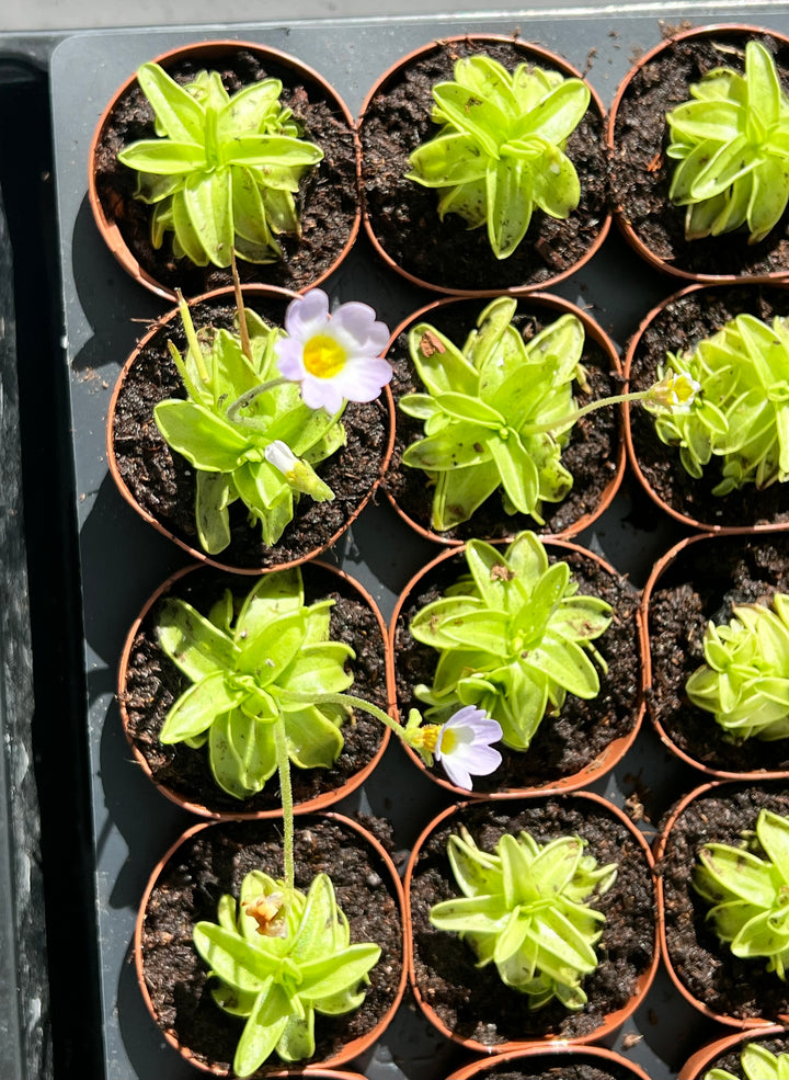 Carnivorous Pinguicula Butterwort Plug