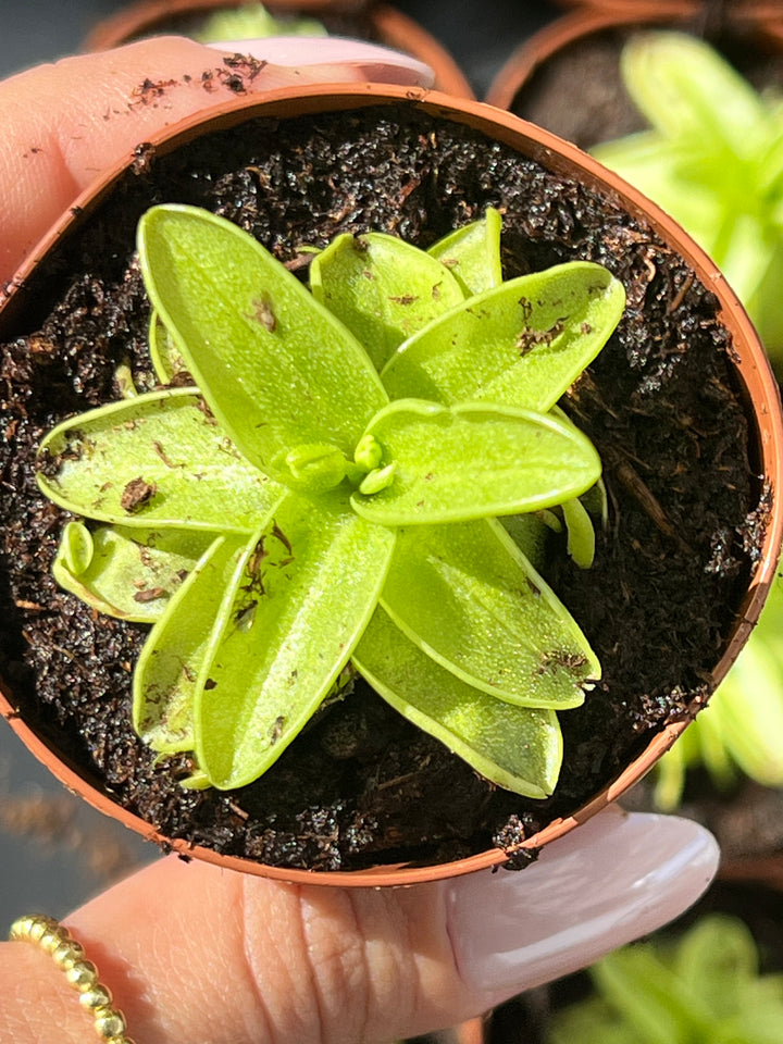 Carnivorous Pinguicula Butterwort Plug