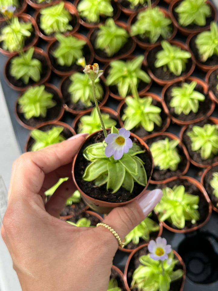 Carnivorous Pinguicula Butterwort Plug