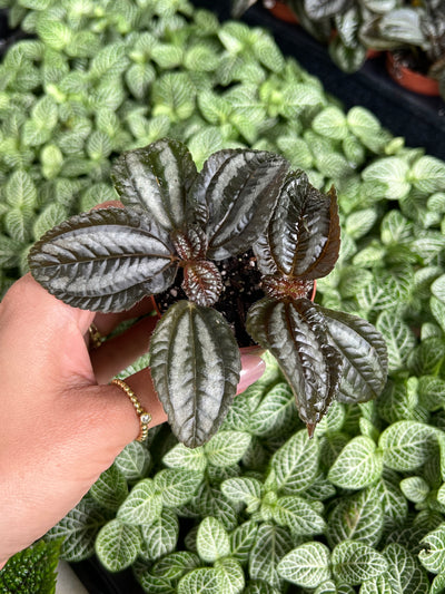 Pilea Norfolk Plug