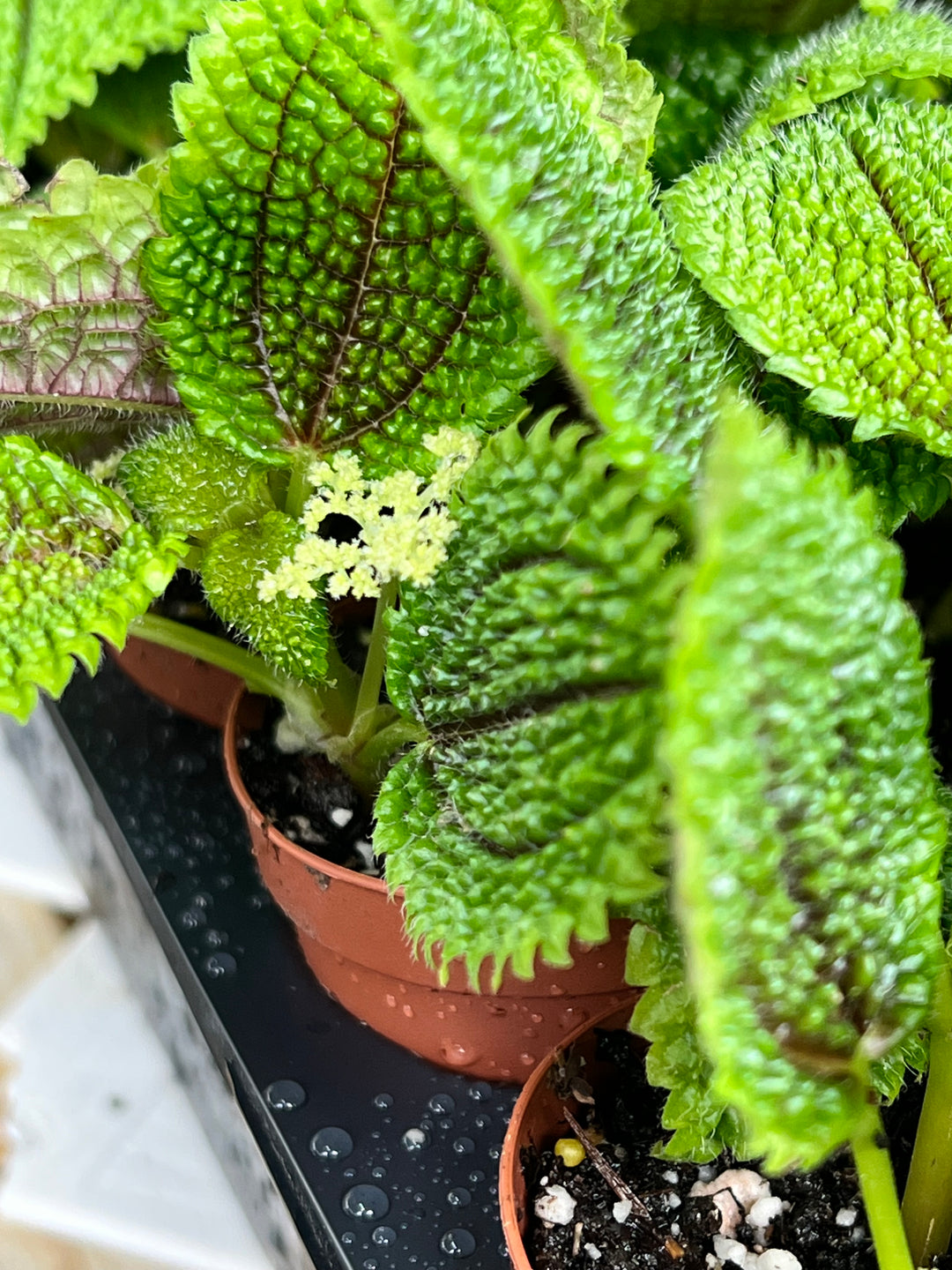 Pilea Moonvalley Plug