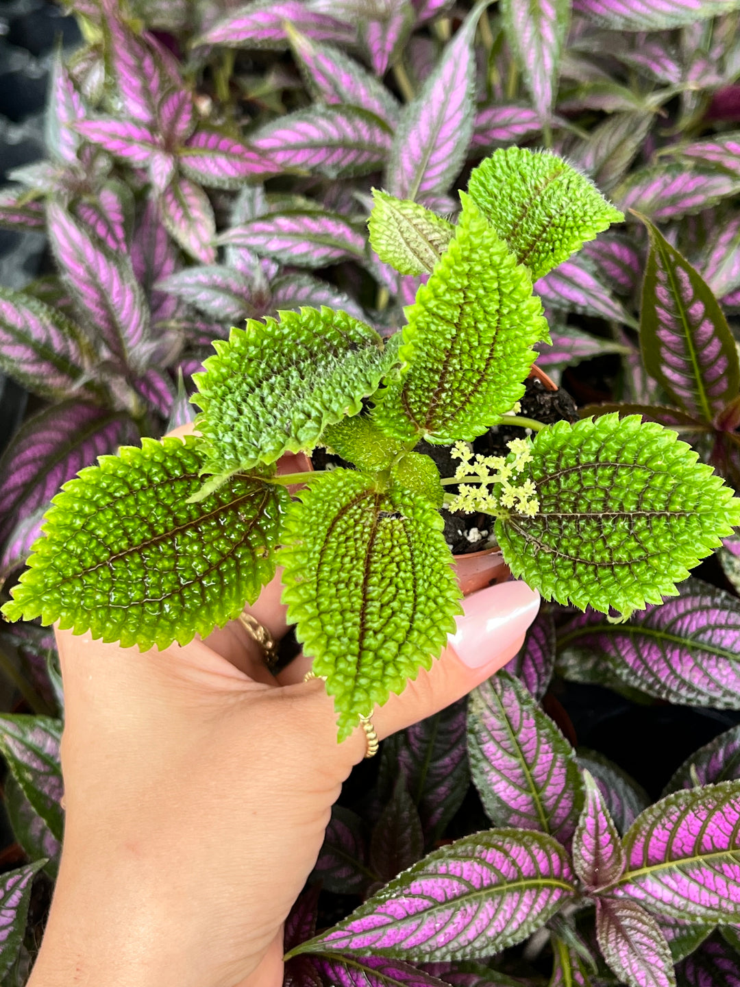 Pilea Moonvalley Plug