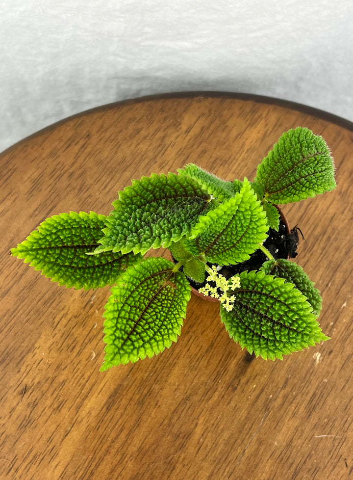 Pilea Moonvalley Plug