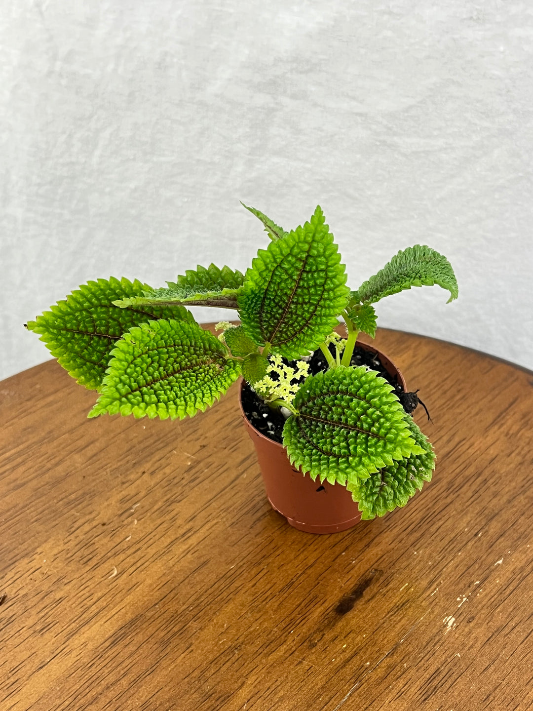 Pilea Moonvalley Plug