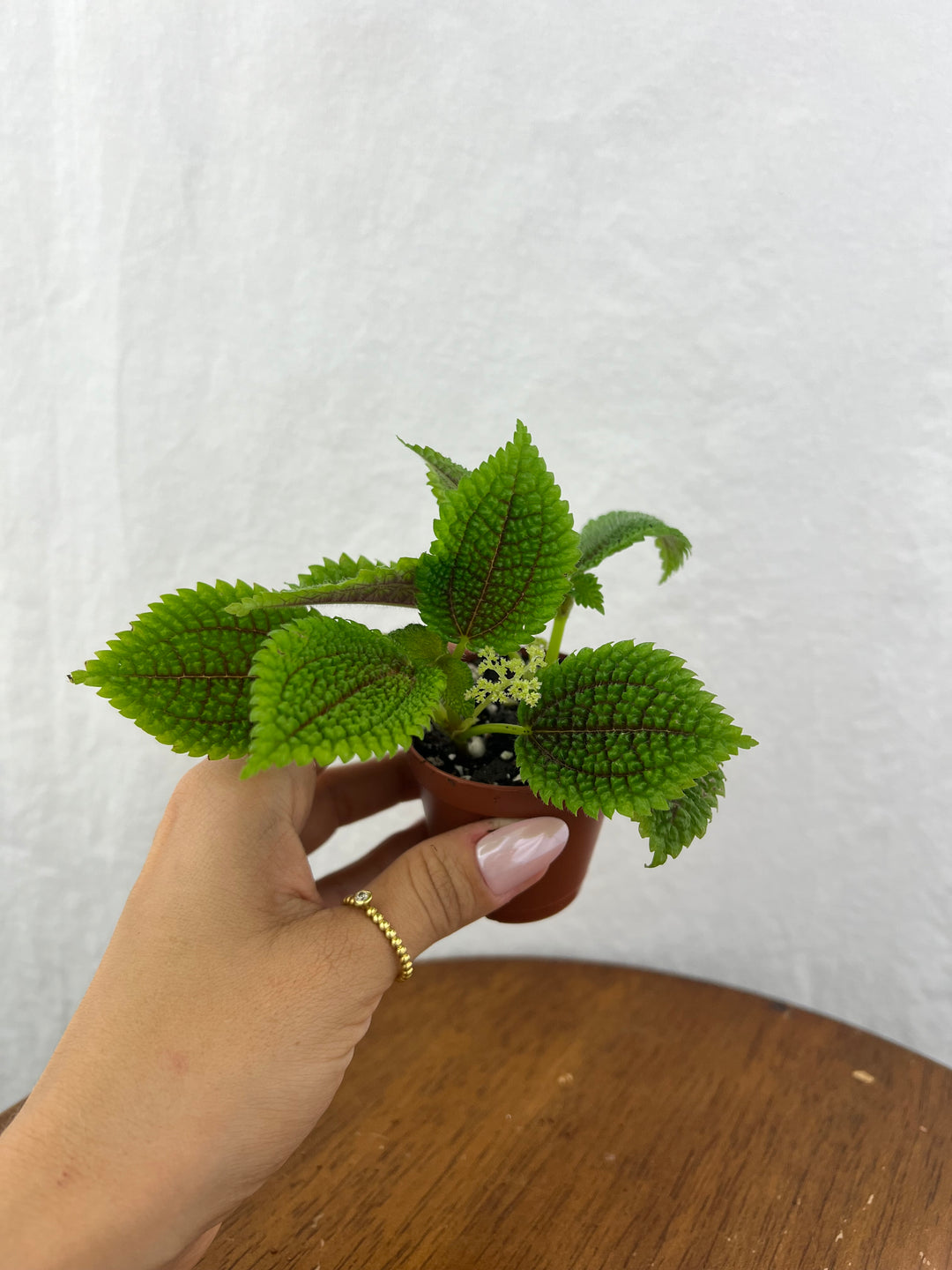 Pilea Moonvalley Plug