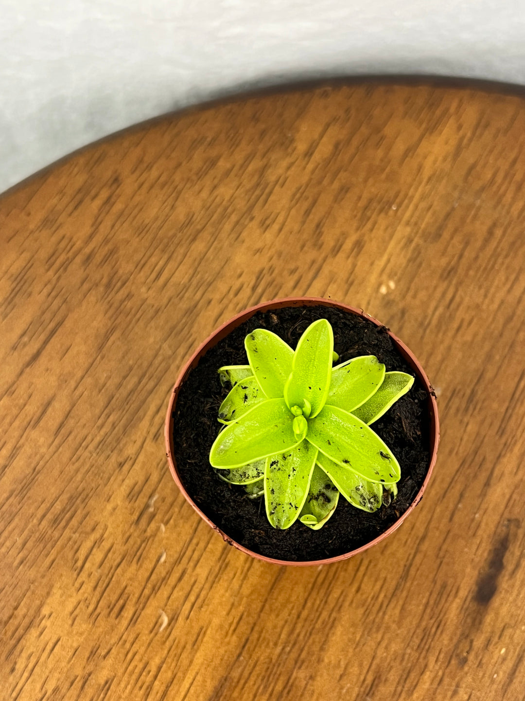 Carnivorous Pinguicula Butterwort Plug