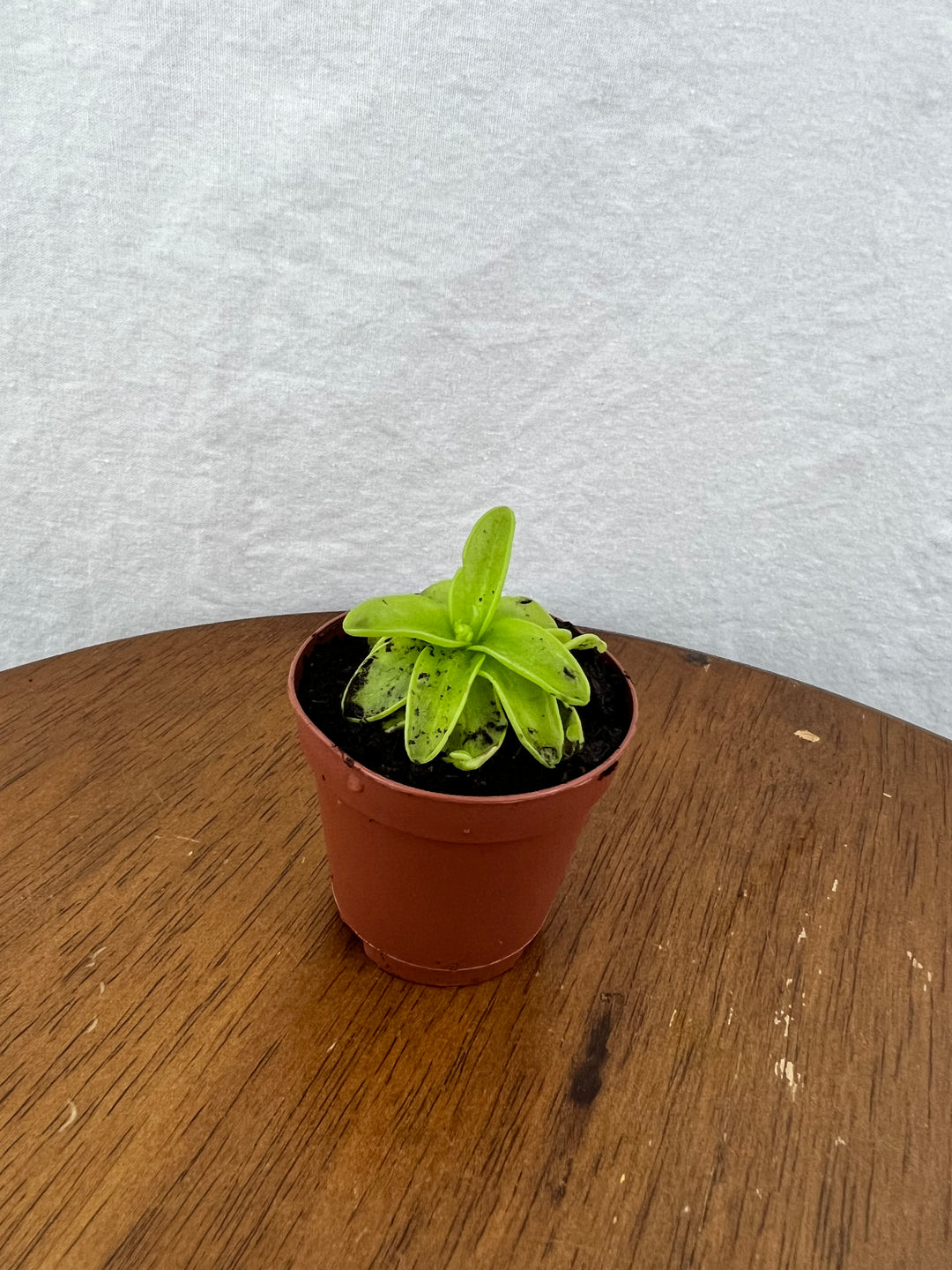 Carnivorous Pinguicula Butterwort Plug