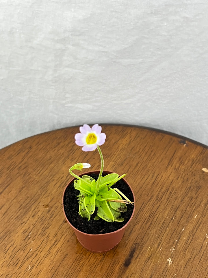 Carnivorous Pinguicula Butterwort Plug